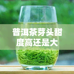 普洱茶芽头甜度高还是大叶甜度高？