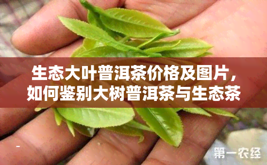 生态大叶普洱茶价格及图片，如何鉴别大树普洱茶与生态茶的区别