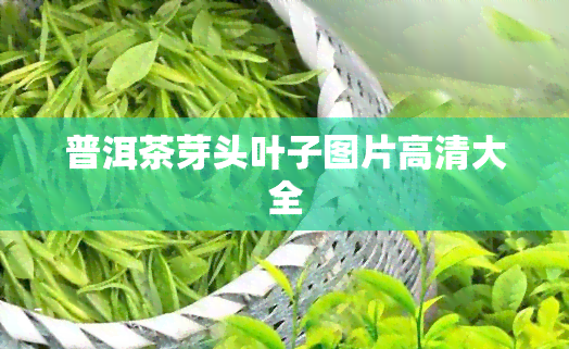 普洱茶芽头叶子图片高清大全