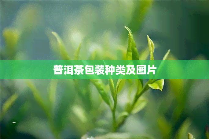 普洱茶包装种类及图片