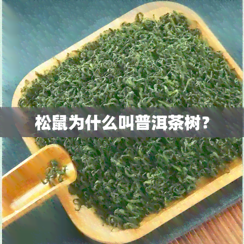 松鼠为什么叫普洱茶树？