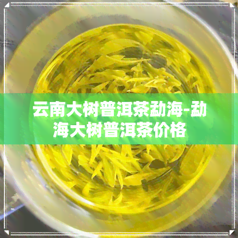 云南大树普洱茶勐海-勐海大树普洱茶价格