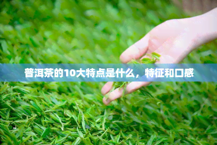 普洱茶的10大特点是什么，特征和口感