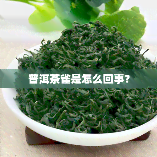 普洱茶雀是怎么回事？