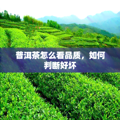 普洱茶怎么看品质，如何判断好坏