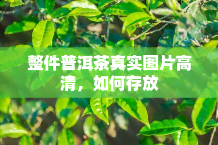 整件普洱茶真实图片高清，如何存放