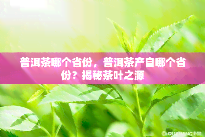 普洱茶哪个省份，普洱茶产自哪个省份？揭秘茶叶之源