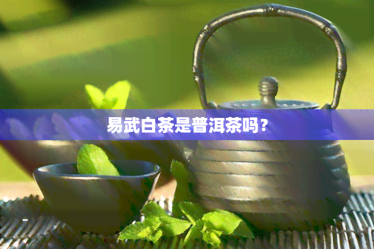 易武白茶是普洱茶吗？