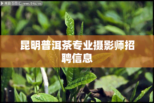 昆明普洱茶专业摄影师招聘信息