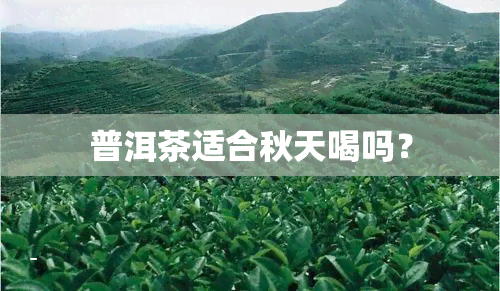 普洱茶适合秋天喝吗？