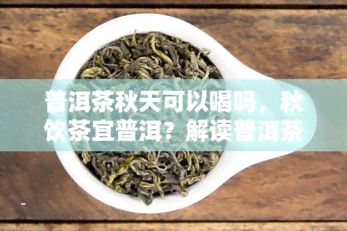 普洱茶秋天可以喝吗，秋饮茶宜普洱？解读普洱茶在秋天的饮用时机