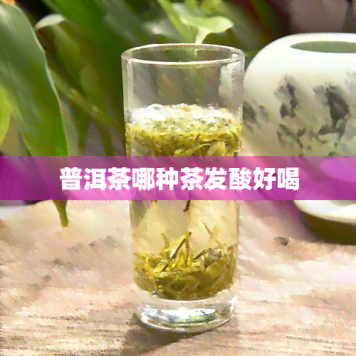 普洱茶哪种茶发酸好喝