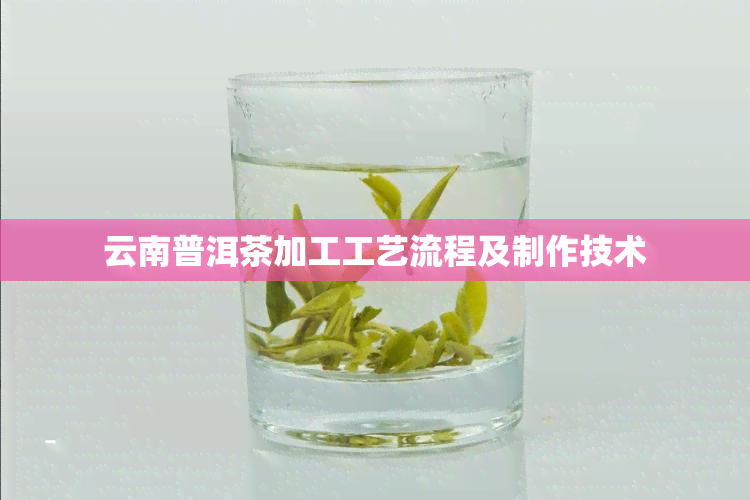 云南普洱茶加工工艺流程及制作技术