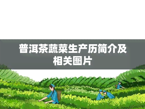 普洱茶蔬菜生产历简介及相关图片