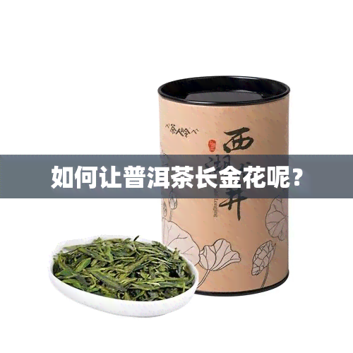 如何让普洱茶长金花呢？