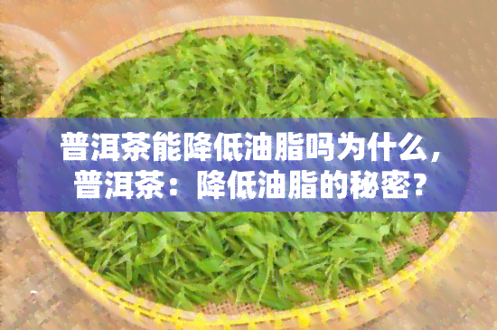 普洱茶能降低油脂吗为什么，普洱茶：降低油脂的秘密？