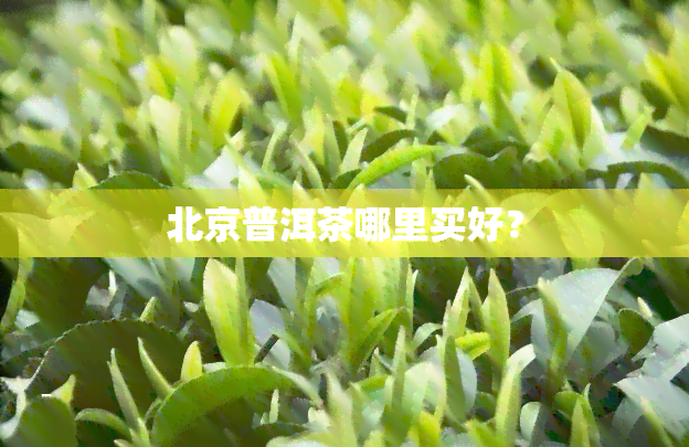 北京普洱茶哪里买好？