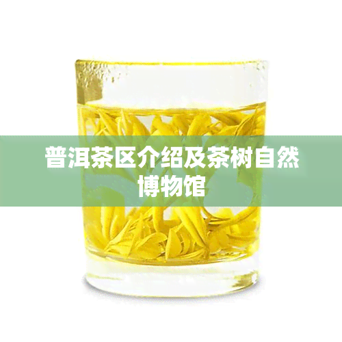 普洱茶区介绍及茶树自然博物馆