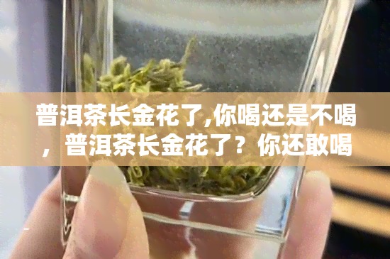 普洱茶长金花了,你喝还是不喝，普洱茶长金花了？你还敢喝吗？