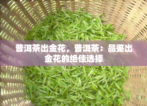 普洱茶出金花，普洱茶：品鉴出金花的绝佳选择