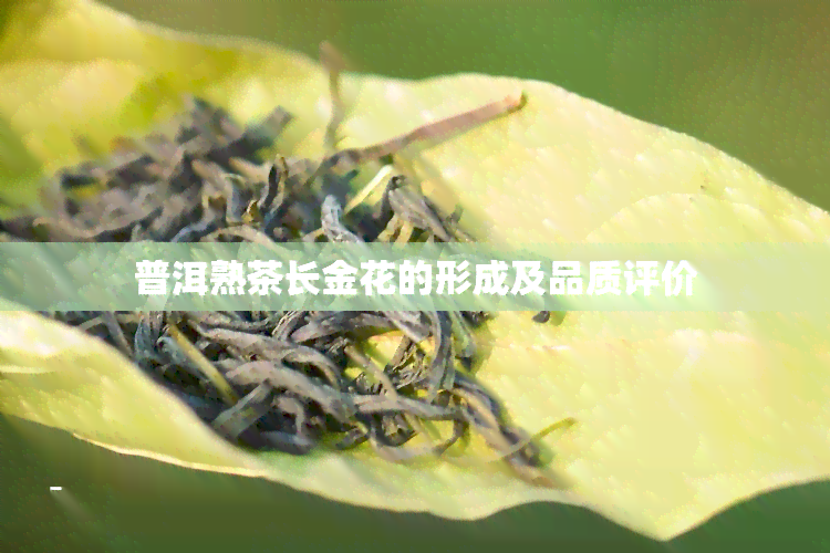 普洱熟茶长金花的形成及品质评价