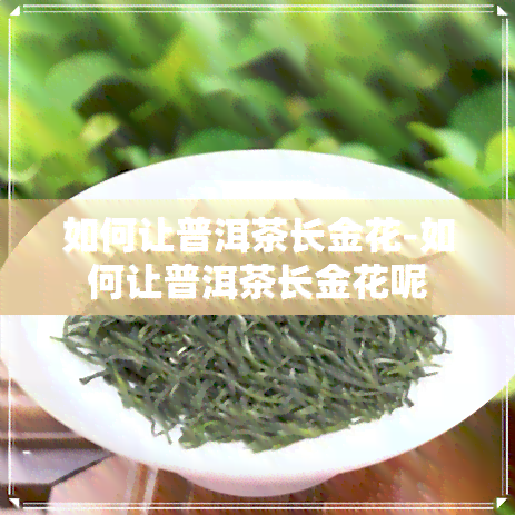 如何让普洱茶长金花-如何让普洱茶长金花呢