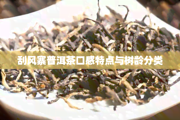 刮风寨普洱茶口感特点与树龄分类