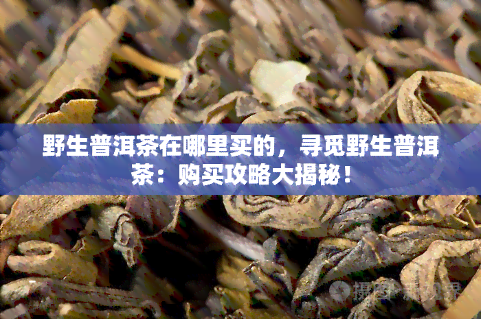 野生普洱茶在哪里买的，寻觅野生普洱茶：购买攻略大揭秘！