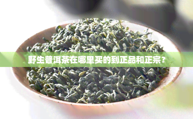 野生普洱茶在哪里买的到正品和正宗？