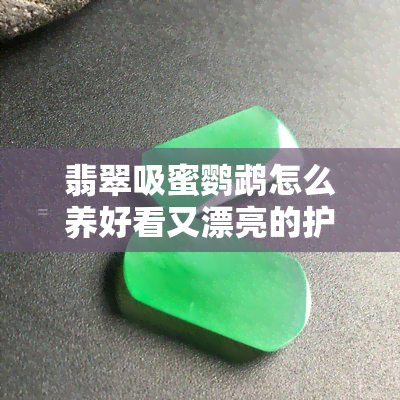 翡翠吸蜜鹦鹉怎么养好看又漂亮的护理秘诀