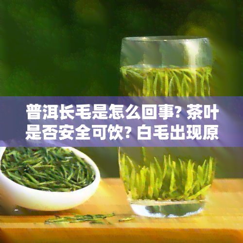 普洱长毛是怎么回事? 茶叶是否安全可饮? 白毛出现原因是什么?