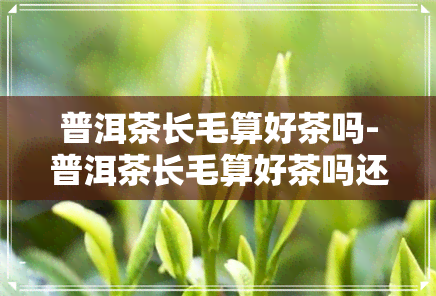 普洱茶长毛算好茶吗-普洱茶长毛算好茶吗还是坏茶