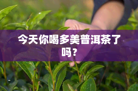 今天你喝多美普洱茶了吗？