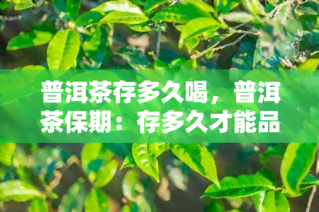 普洱茶存多久喝，普洱茶保期：存多久才能品尝？