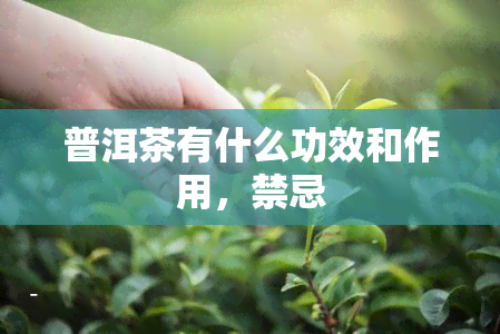 普洱茶有什么功效和作用，禁忌