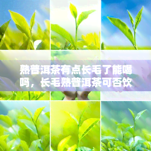 熟普洱茶有点长毛了能喝吗，长毛熟普洱茶可否饮用？解析其品质与安全