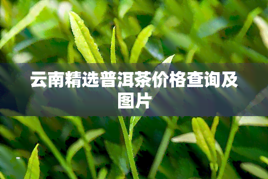 云南精选普洱茶价格查询及图片