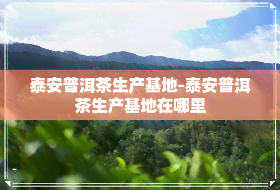 泰安普洱茶生产基地-泰安普洱茶生产基地在哪里