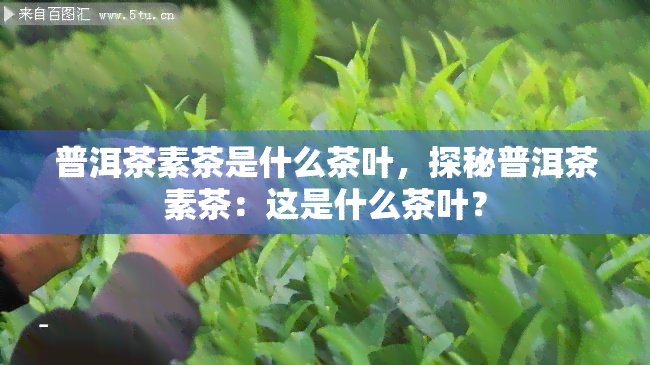 普洱茶素茶是什么茶叶，探秘普洱茶素茶：这是什么茶叶？