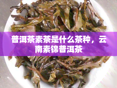 普洱茶素茶是什么茶种，云南素锦普洱茶