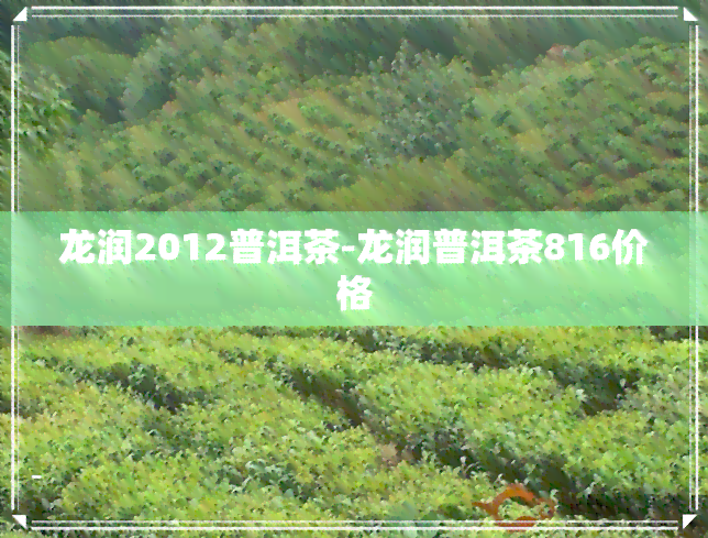 龙润2012普洱茶-龙润普洱茶816价格