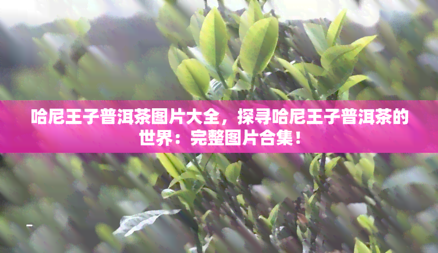 哈尼王子普洱茶图片大全，探寻哈尼王子普洱茶的世界：完整图片合集！