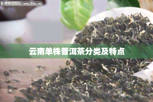 云南单株普洱茶分类及特点