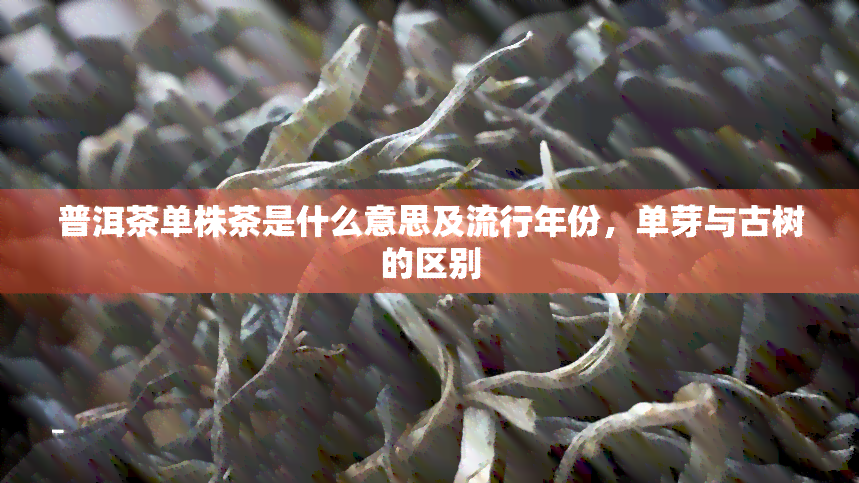 普洱茶单株茶是什么意思及流行年份，单芽与古树的区别