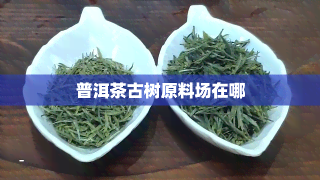 普洱茶古树原料场在哪