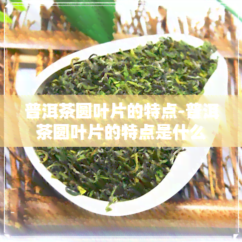 普洱茶圆叶片的特点-普洱茶圆叶片的特点是什么