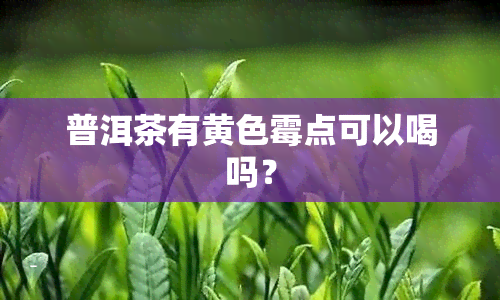 普洱茶有黄色霉点可以喝吗？