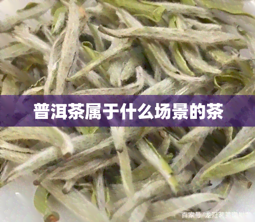 普洱茶属于什么场景的茶