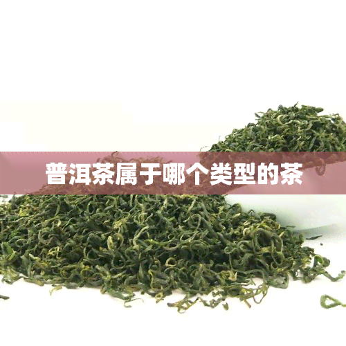 普洱茶属于哪个类型的茶