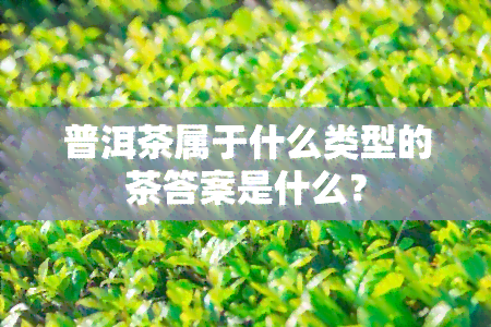 普洱茶属于什么类型的茶答案是什么？